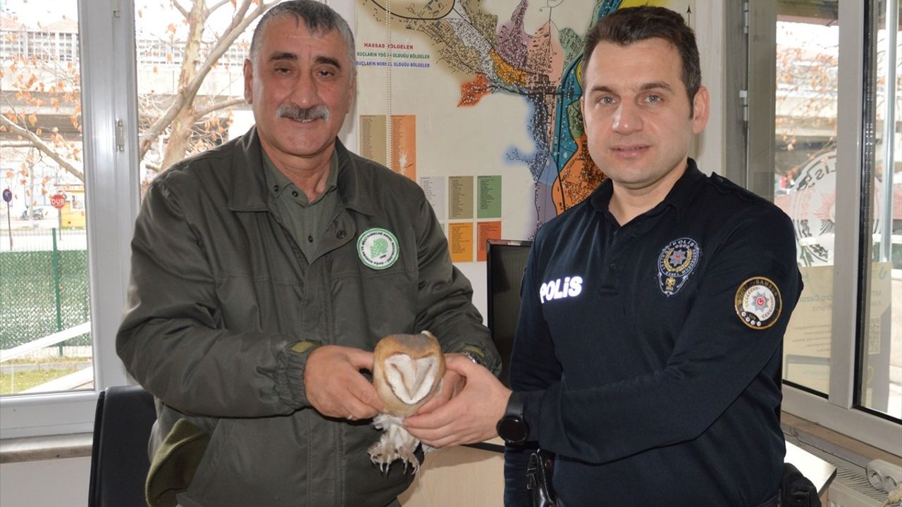 Samsun'da Yaralı Peçeli Baykuş Tedavi Altına Alındı