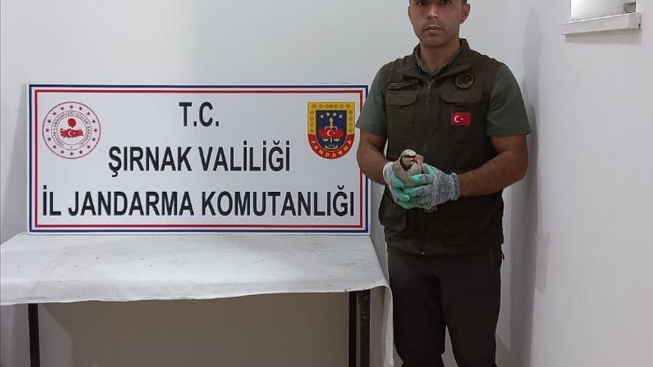 Şırnak'ta Yasaklı Keklik Ticareti Yapan İki Kişiye Cezai İşlem