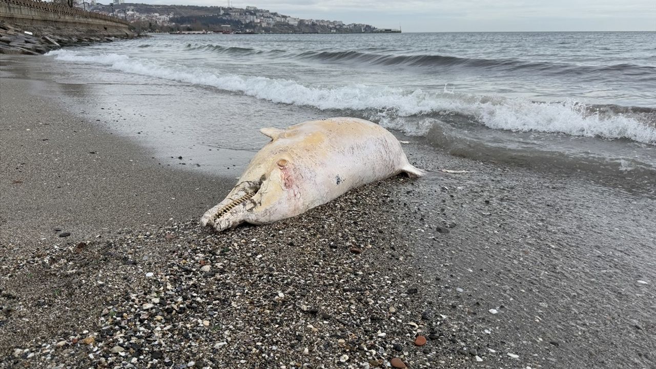 Tekirdağ'da Düşük Bir Moral: Ölü Yunus Kıyıya Vurdu