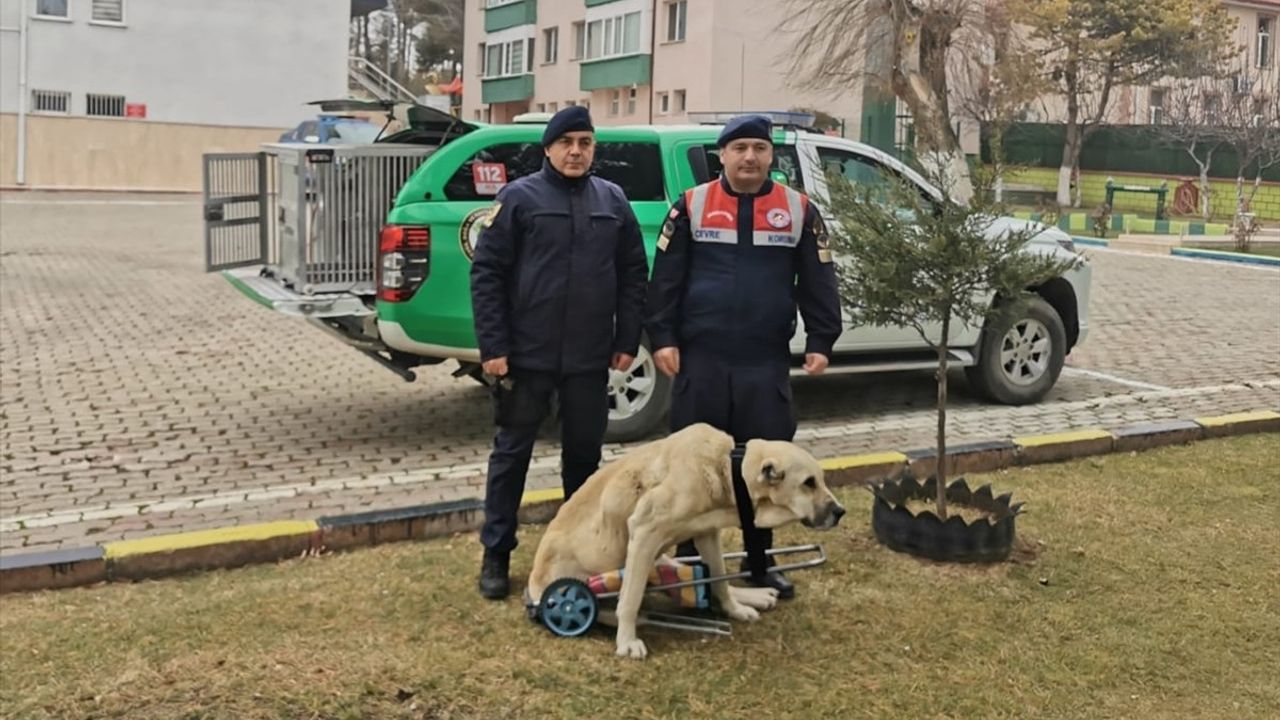 Yozgat'ta Jandarma Komutanından Hayvanseverlik Örneği