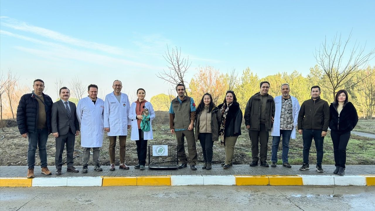 Balıkesir'de Tedavi Edilen Şahin Yeniden Doğaya Salındı