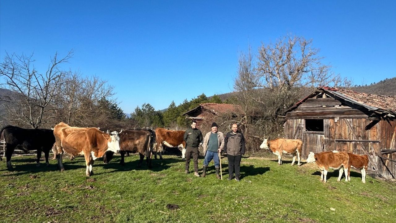 Bolu'da Dronla Kayıp Büyükbaş Hayvanlar Bulundu