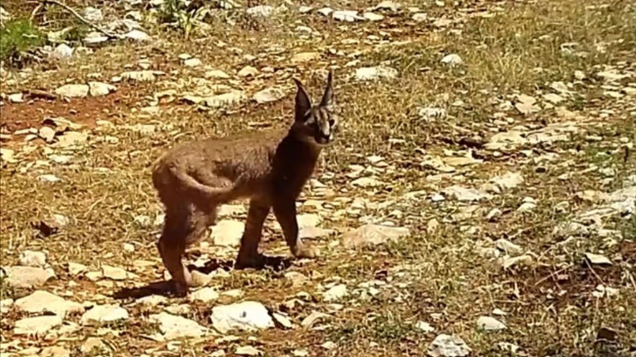 Burdur'da Karakulaklar Fotokapanlarda Görüntülendi