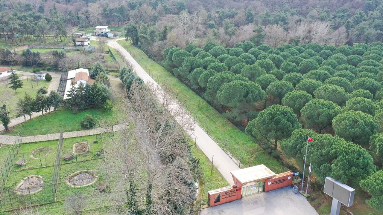 Bursa'da Kaçan Ayı İçin Arama Çalışmaları Devam Ediyor