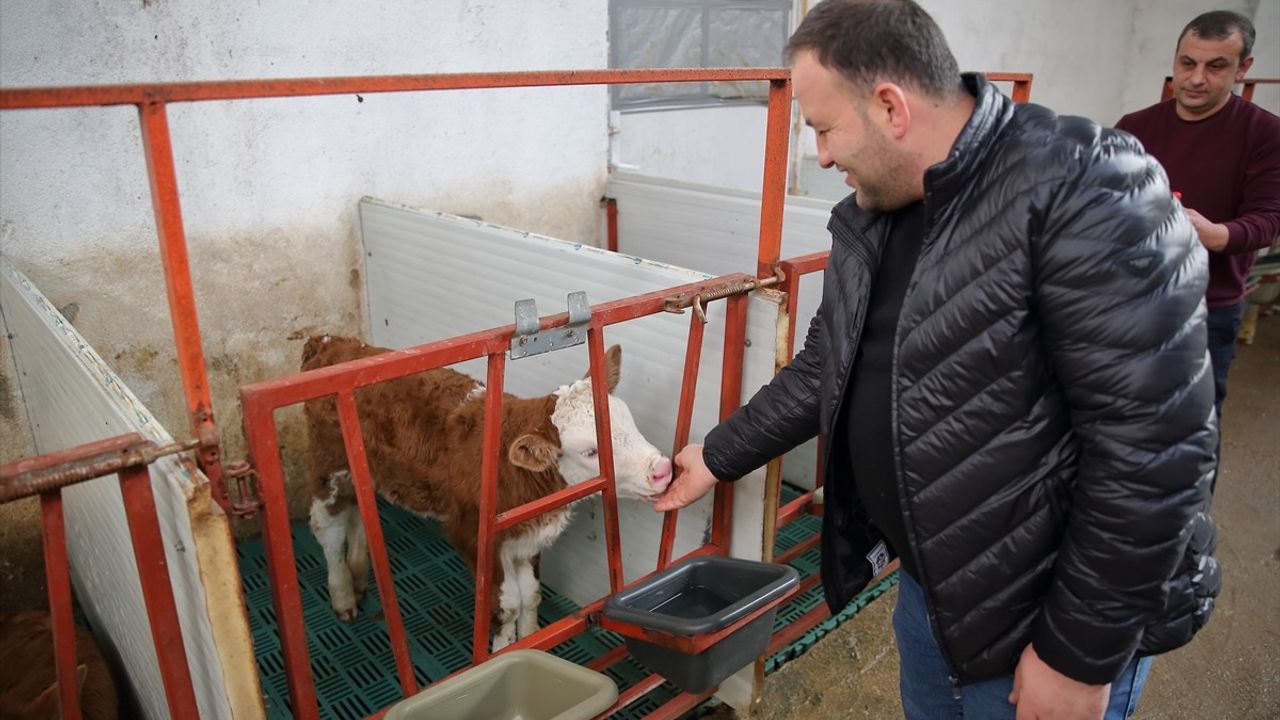 Çorum'da İki Kardeş TKDK Desteğiyle Süt Üretiminde Başarı Elde Etti