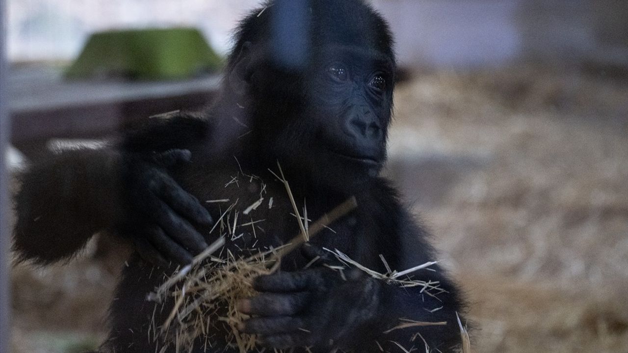 İstanbul Havalimanı'nda Yakalanan Goril Yavrusuna 'Zeytin' İsim Verildi