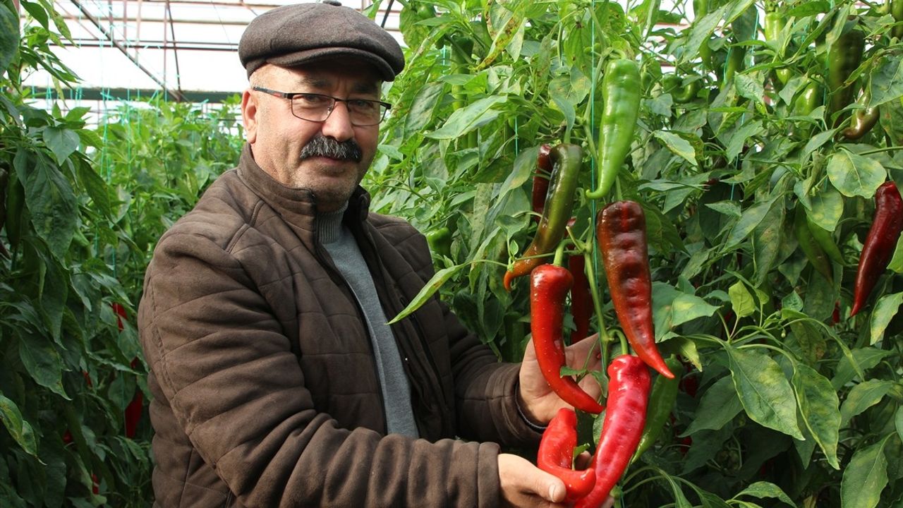 Kaş'ta 'Kör Duman' Tarıma Katkı Sağlıyor