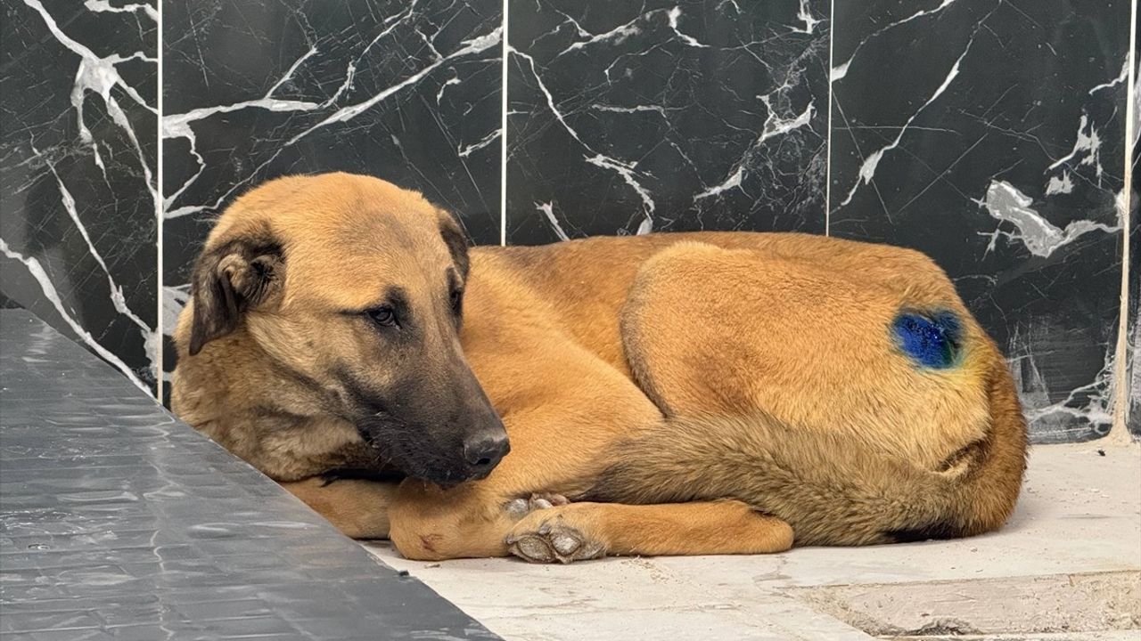 Kayseri'de Yaralı Köpek Yeniden Hayata Döndü