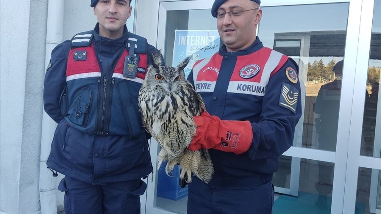 Kayseri'de Yaralı Puhu Kuşu Tedavi Altına Alındı