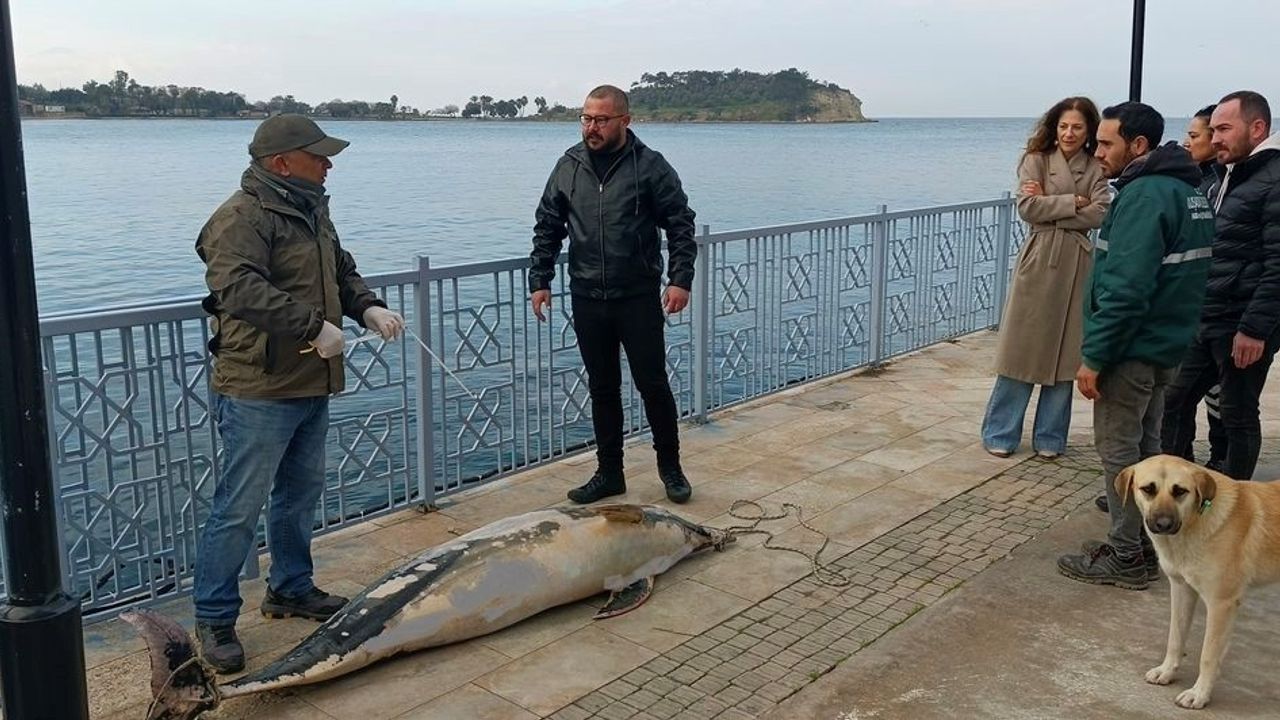 Kuşadası'nda Kayalıklara Vuran Ölü Yunus Bulundu