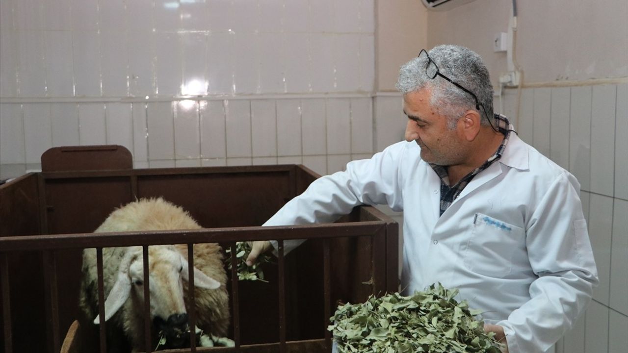 Menengiç ve Sumak Yaprağı İle Metan Gazı Emisyonu Azaltılabilir