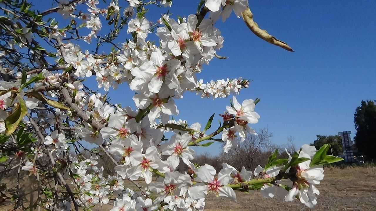 Mersin'de Badem Ağaçları Erken Çiçek Açtı