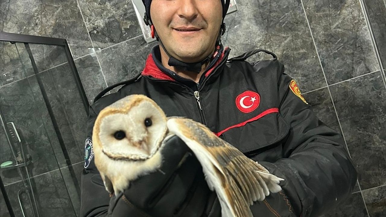 Ordu'da Evin Banyosuna Giren Baykuşu İtfaiye Kurtardı