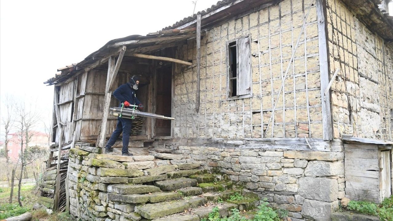 Ordu'da Kahverengi Kokarca İle Mücadele Başarıyla Devam Ediyor