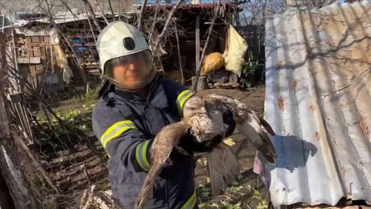 Ordu'da Tavuk Kümesinde Mahsur Kalan Doğan Kurtarıldı