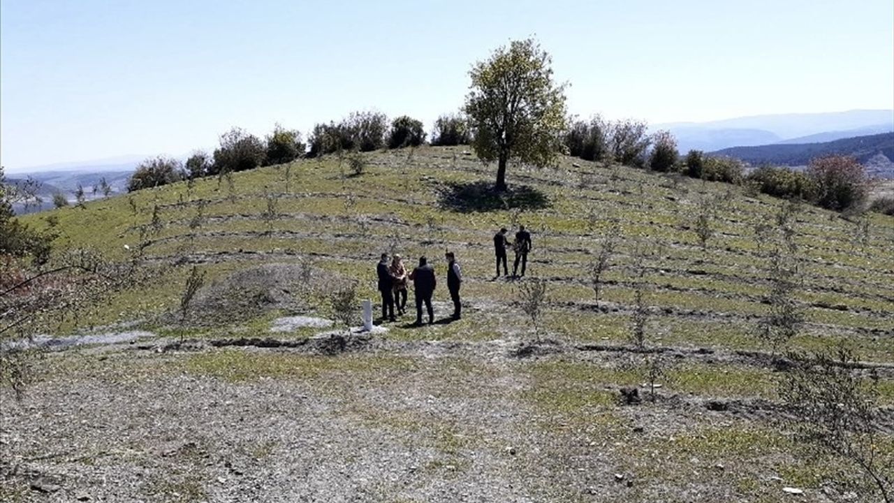 Sinop'ta Yabani Zeytin Ağaçları Ekonomiye Kazandırılıyor