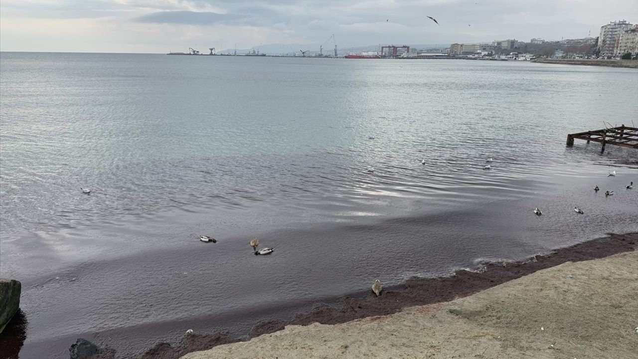 Tekirdağ'da Sahili Kırmızı Yosun Kapladı