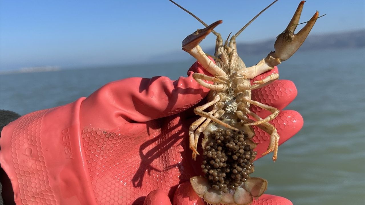 Vebaya Dirençli Kerevit Yavruları Laboratuvar Ortamında Yetiştirildi