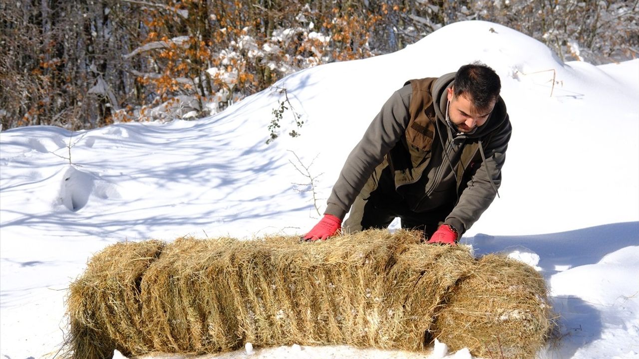 Yıldız Dağları'nda Yaban Hayvanları İçin Yemleme Çalışması