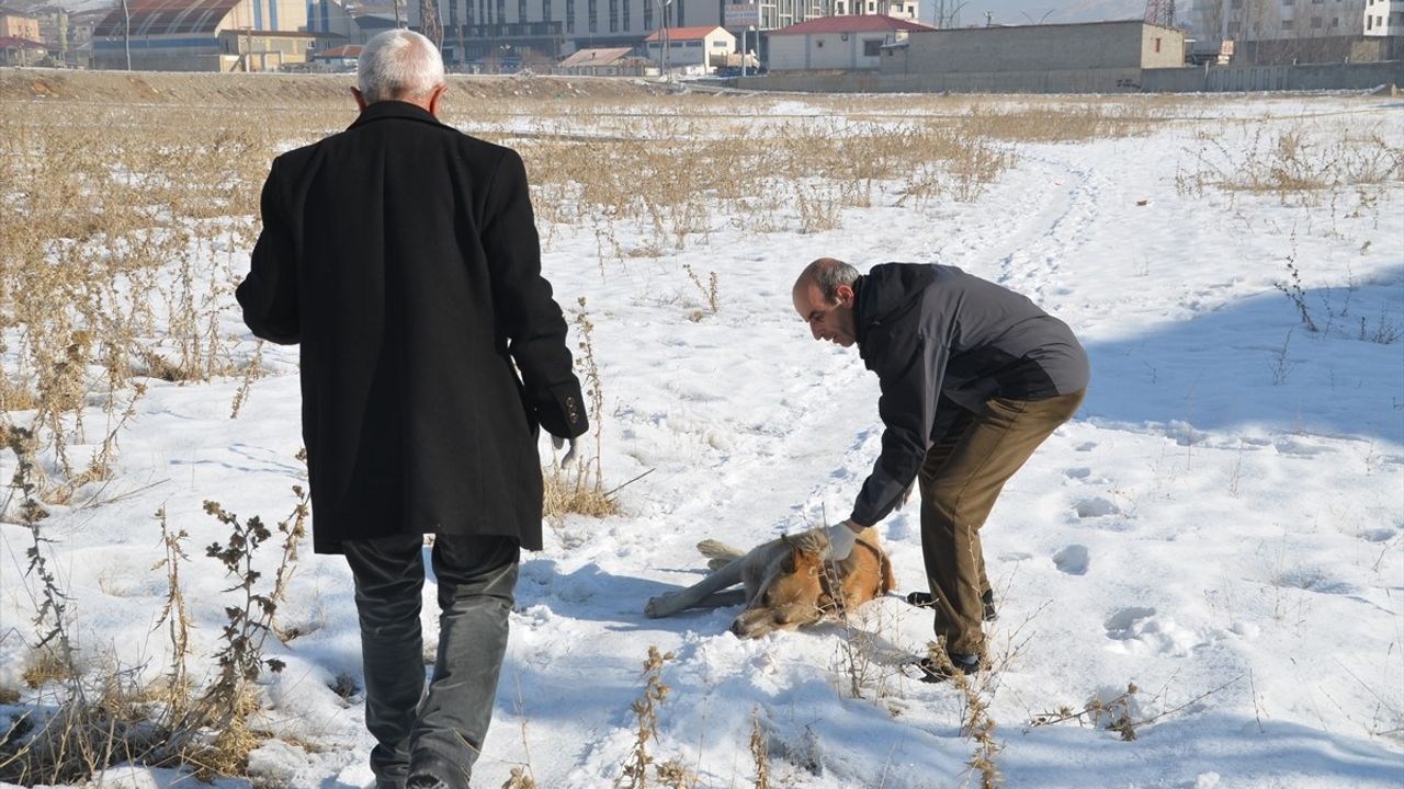 Yüksekova'da Sahipsiz Köpek Toplama Çalışmaları Başlatıldı