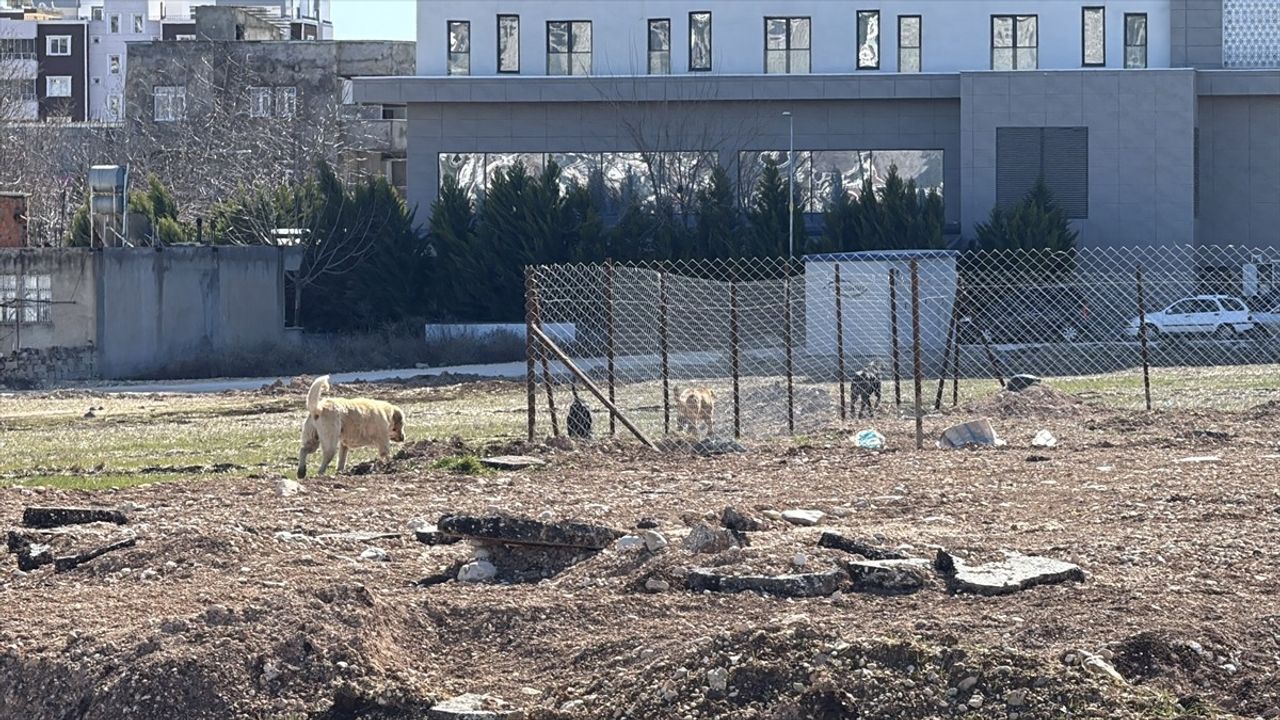 Adıyaman'da Sahipsiz Köpekler Çocuğa Saldırdı