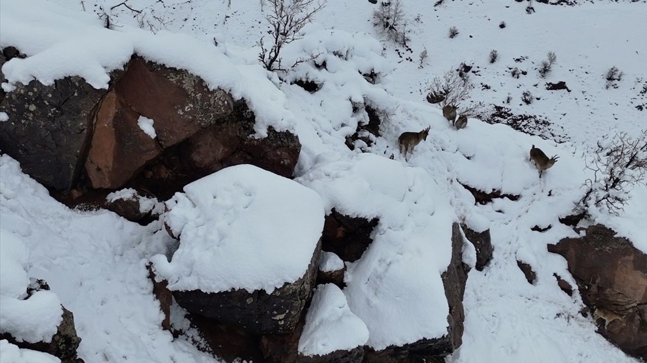 Adıyaman’da Yaban Keçileri Dronla Görüntülendi