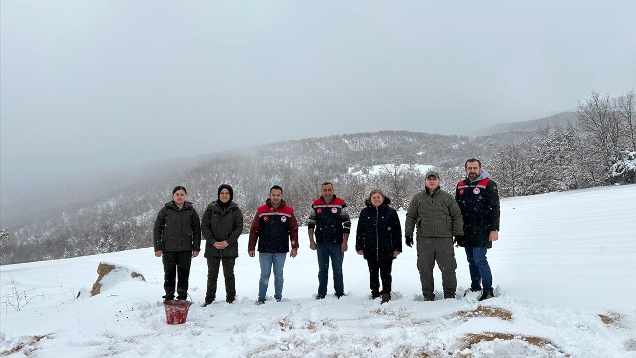 Amasya'da Yaban Hayvanları İçin Yem Bırakıldı