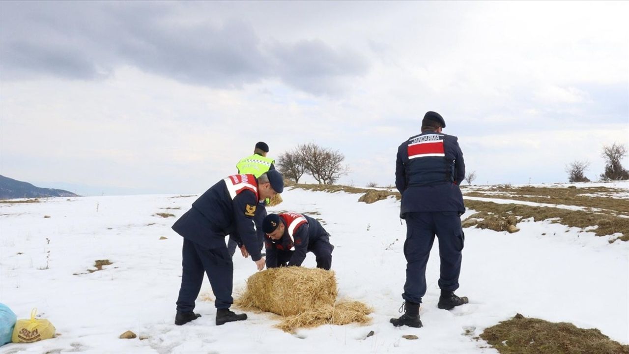 Amasya'da Yaban Hayvanlarına Yem Desteği