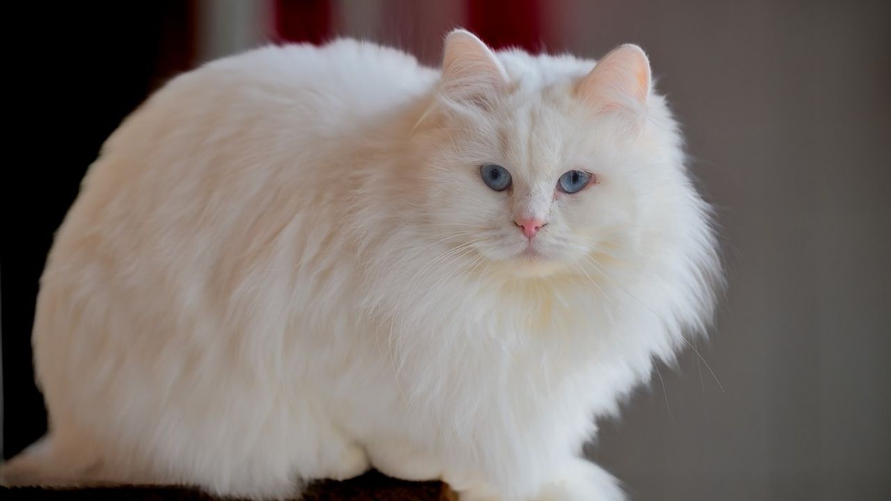 Ankara Kedisi Koruma Merkezi Geleceği Güvende