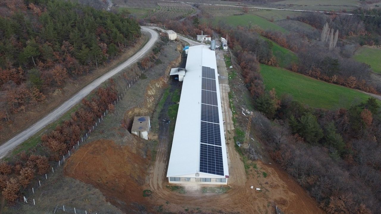 Bilecik'te Güneş Enerjisi ile Tavuk Çiftliği İşletmesi