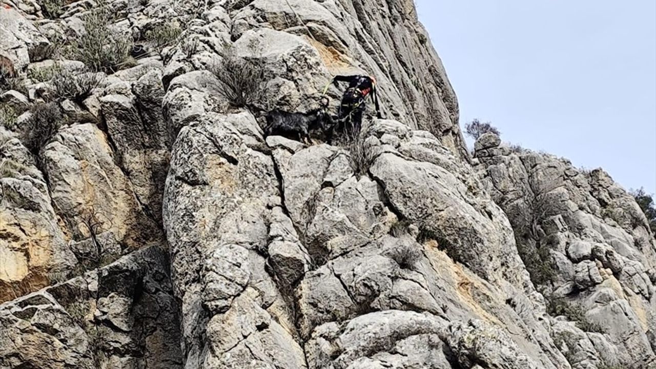 Burdur'da Mahsur Kalan Keçiler AFAD Tarafından Kurtarıldı