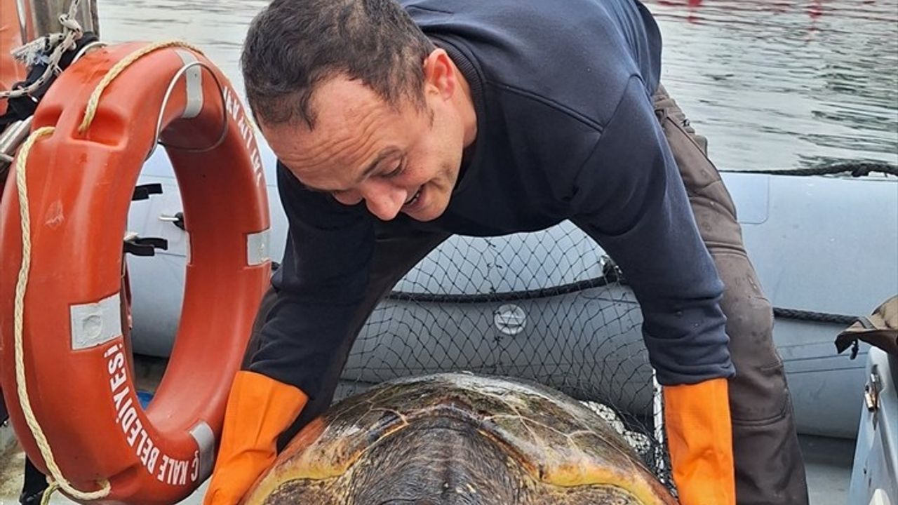 Çanakkale'de Caretta Caretta Kurtarıldı