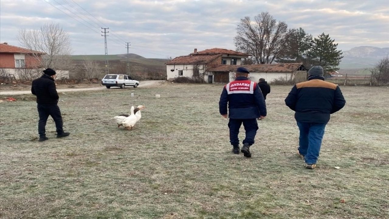 Çorum'da Kaz Dövüşü Yapanlara Ceza