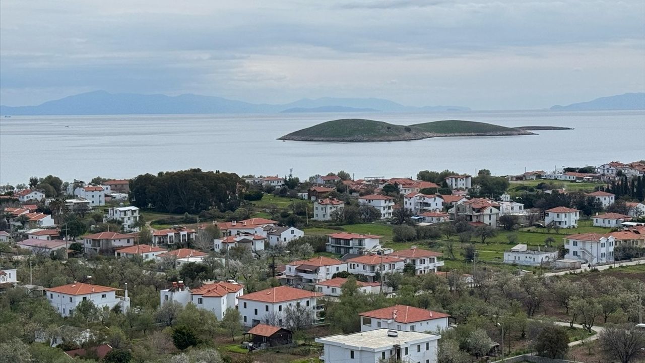 Datça'da İlk Badem Çağlası Hasadı Başladı