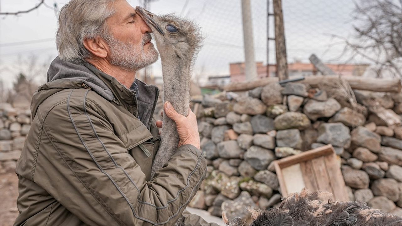 Diyarbakır'da Kaçan Deve Kuşu Büyütüldüğü Mahalleye Döndü