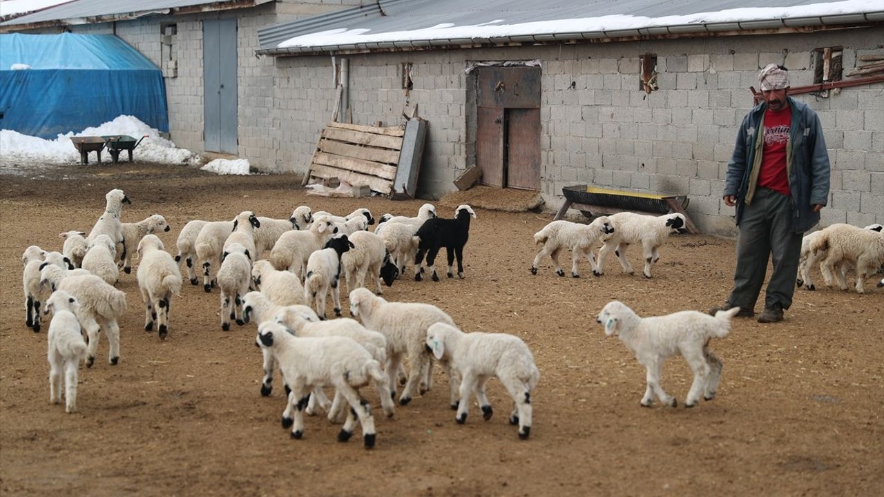 Erzincan'da Kuzu Doğumları İçin Besiciler Ağılda Nöbet Tutuyor