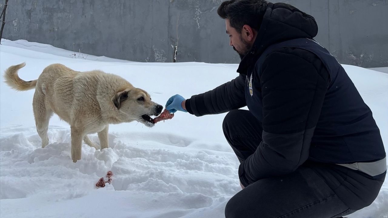 Erzincan Polisi Sahipsiz Hayvanlar İçin Yardımda Bulundu