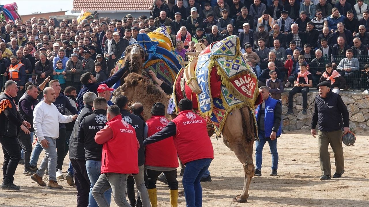 Geleneksel Seyit Onbaşı Deve Güreşleri Balıkesir'de Gerçekleşti