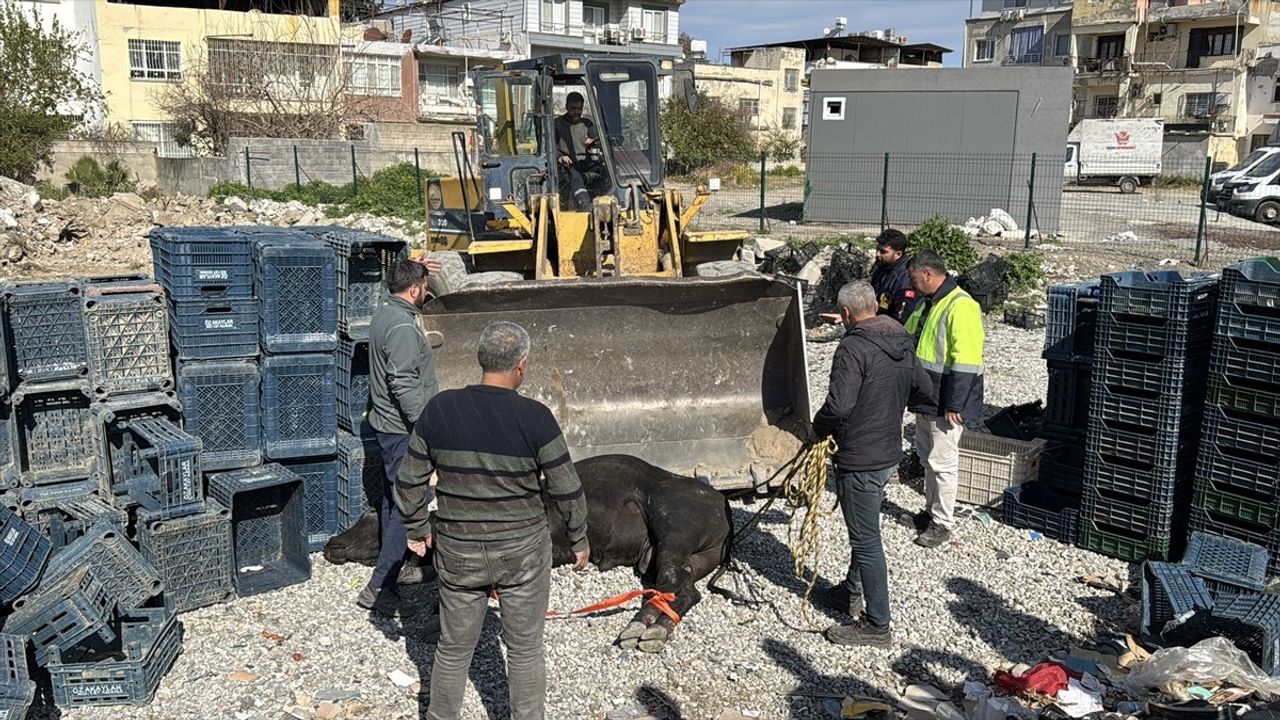 Hatay'da Kaçan Angus Sakinleştirildi