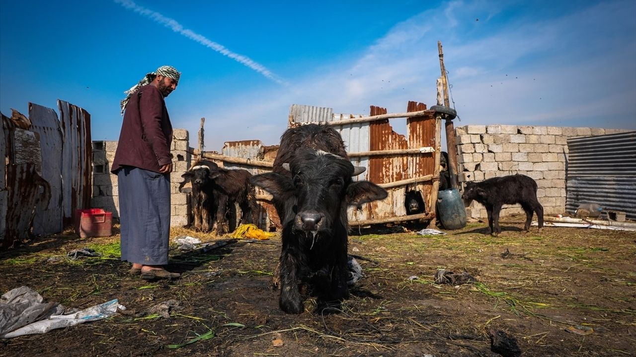 Irak'ta Şap Hastalığıyla Mücadele