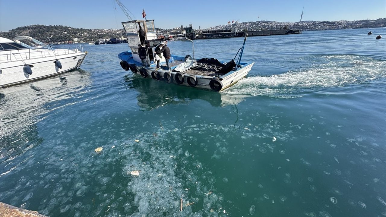 İstanbul Boğazı'nda Denizanası Yoğunluğu Tespit Edildi