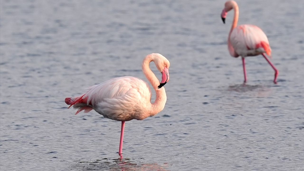 İzmir'in Flamingoları Kışı Şehirde Geçiriyor