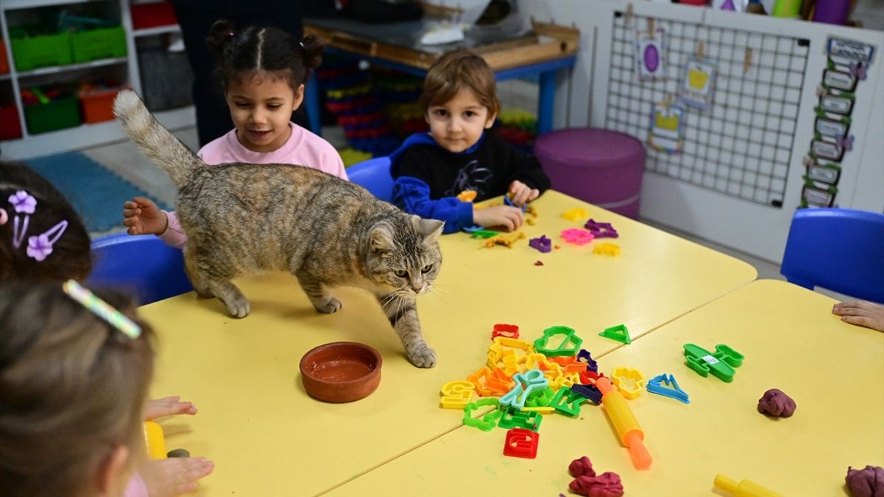 Kahramanmaraş Depreminde Kurtarılan Kedi Püsük, Anaokulunun Neşesi Oldu