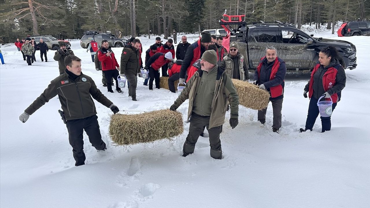 Kastamonu'da Yaban Hayvanlarına Kış Destek