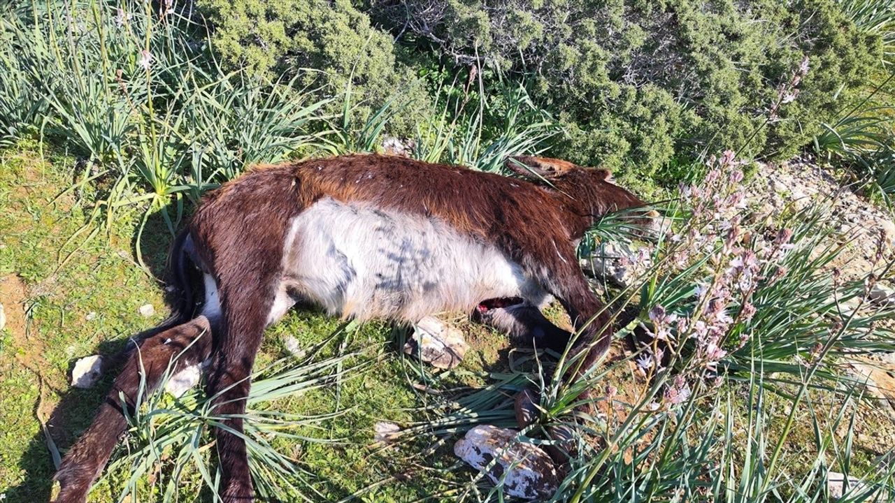 KKTC'de Yaban Eşekleriyle İlgili Soruşturma Başlatıldı