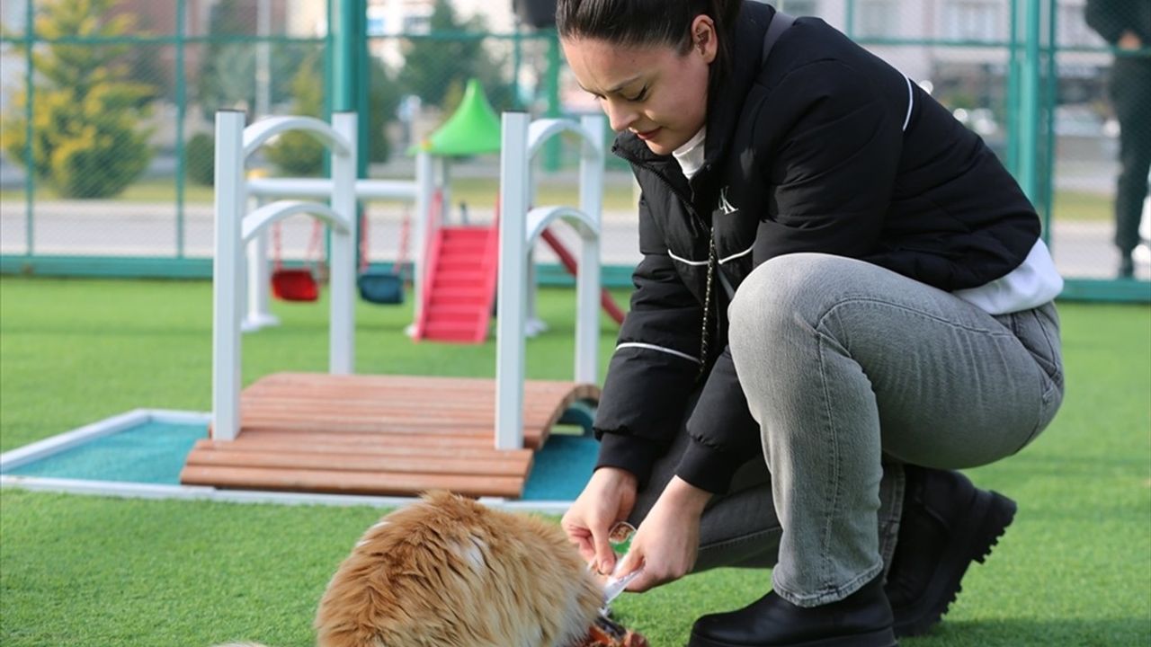 Küçük Dostlar Kedi Kasabası 9 Yılda 42 Bin Ziyaretçi Ağırladı