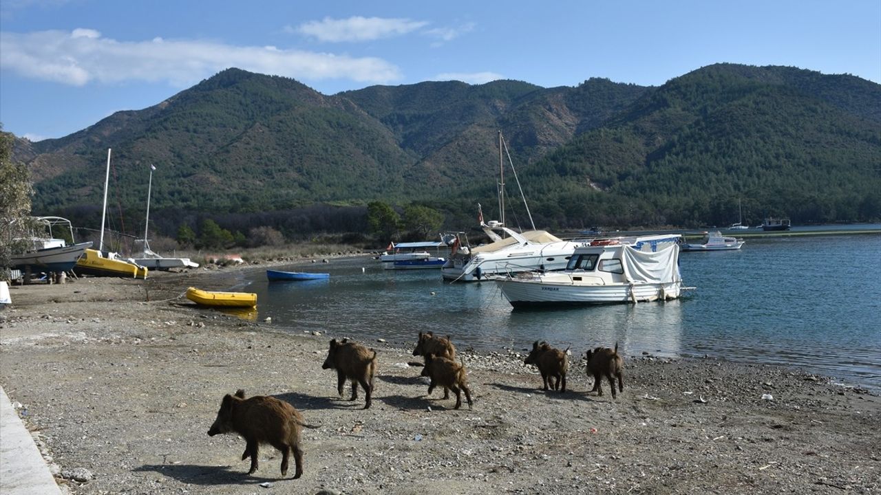 Marmaris'te Yaban Domuzları Sahilde Boy Gösterdi