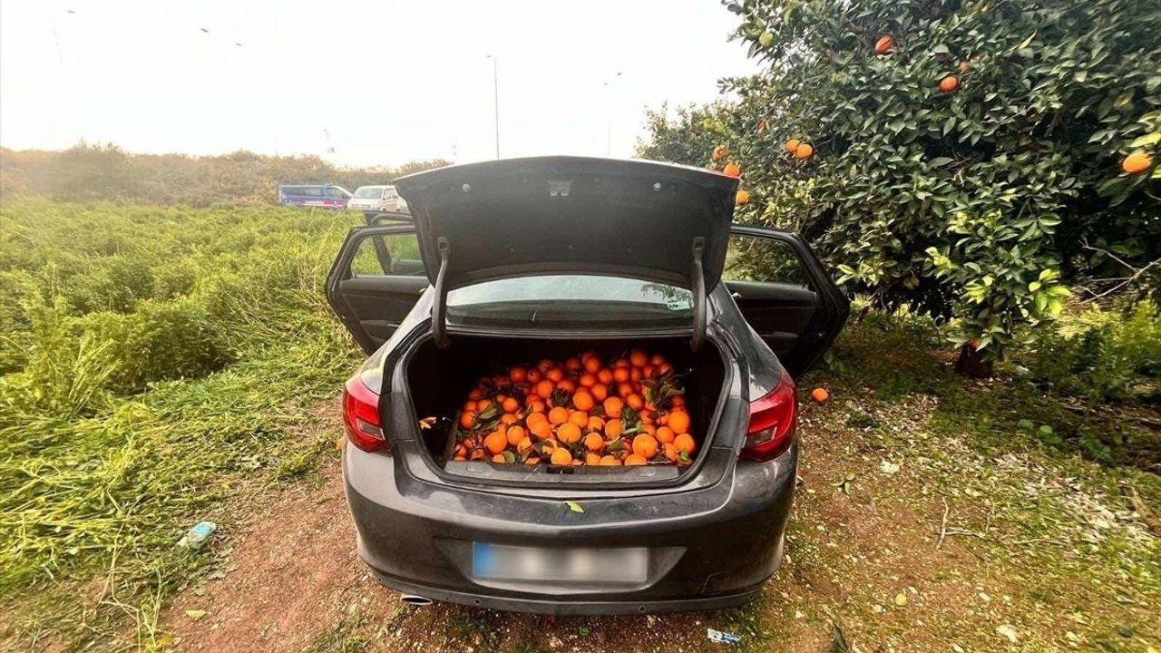 Mersin'de Portakal Hırsızlığı: Zanlı Yakalandı