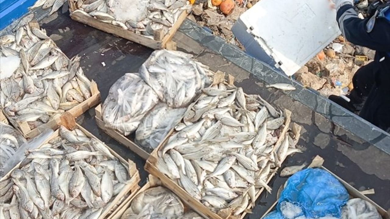Mersin Tarsus'ta Sağlıksız Balıklar İmha Edildi