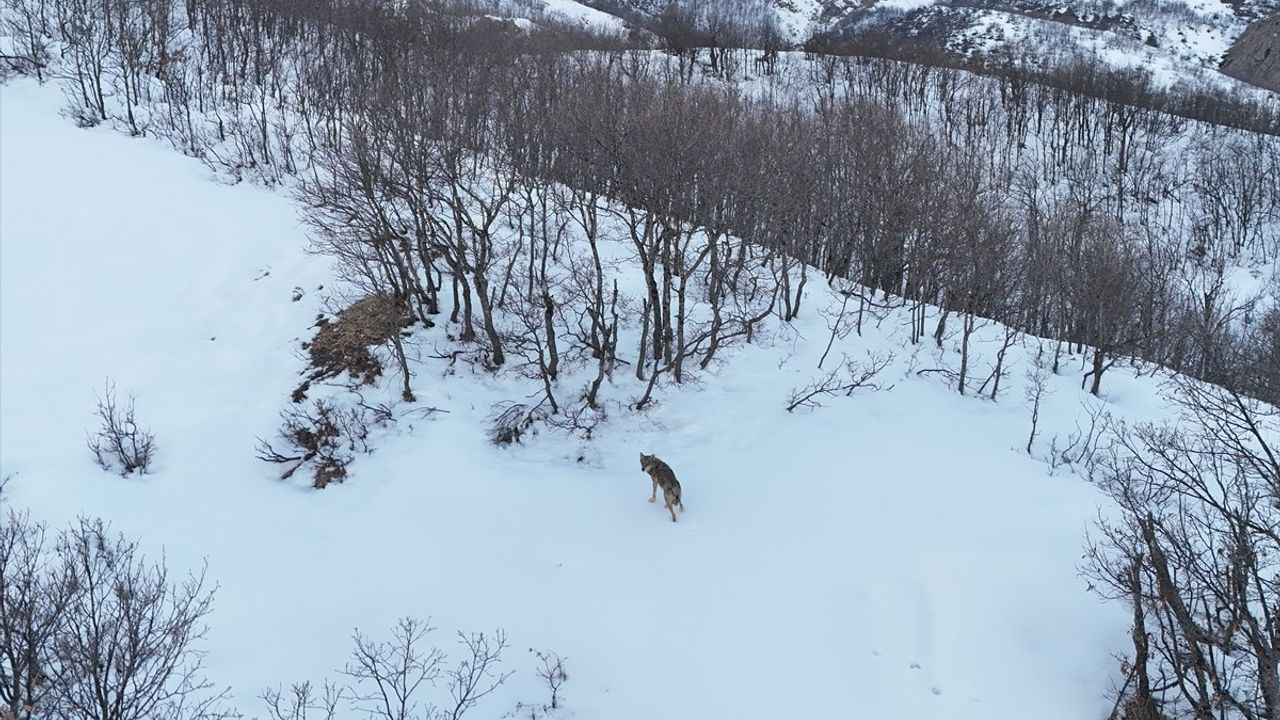 Munzur Vadisi'nde Kurtlar Dronla Görüntülendi